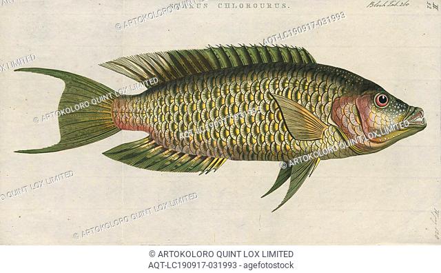 Cheilinus chlorurus, Print, Cheilinus is a genus of fish in the family Labridae native to the Indian and Pacific Ocean., 1774-1804