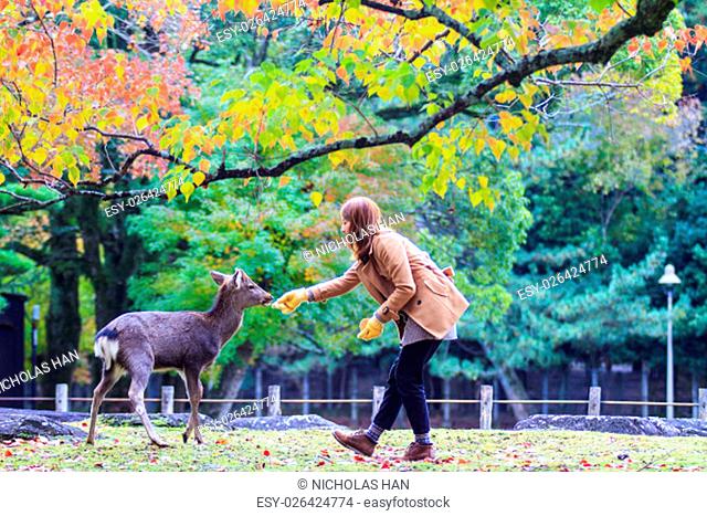 The Fall season of Nara with nice maple color