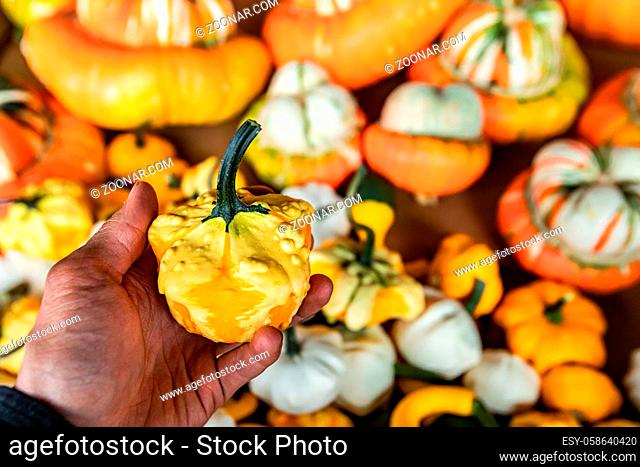 Close up of man's hand holding up a small decorative pumpkin from a crate with many others. Strange, stocky shape, yellow and orange colors