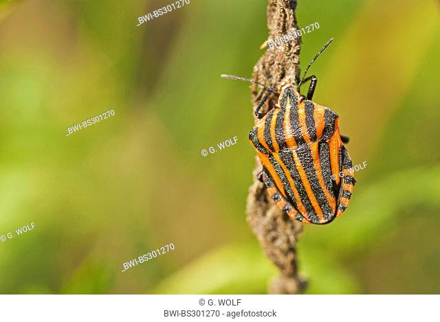 Graphosoma lineatum, Italian Striped-Bug, Minstrel Bug (Graphosoma lineatum, Graphosoma italicum), sitting at a plant, Germany, Brandenburg