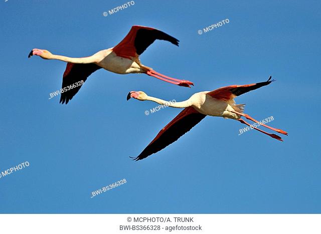 Greater flamingo, American flamingo, Caribbean Flamingo (Phoenicopterus ruber ruber), two flaminogs at the sky, USA, Florida, Everglades National Park