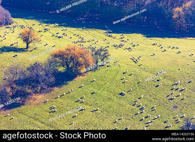 Sulovske skaly (Sulov Rocks), meadow, autumn forest, flock of sheeps in Slovakia