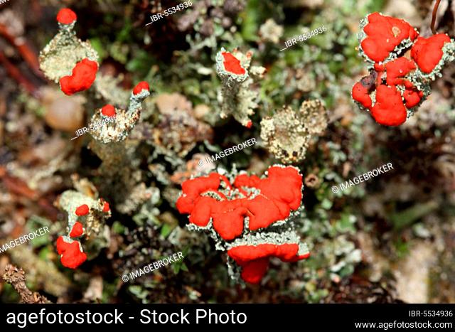 Scarlet cup lichen (Cladonia coccifera)