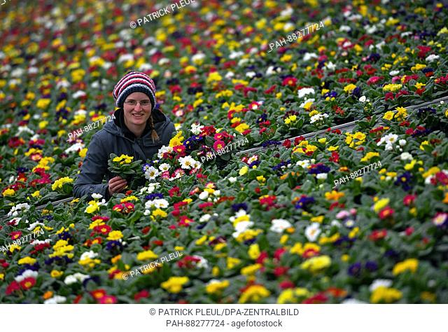 The gardener Simone Rost stands among countless primroses at a greenhouse of the Fontana Gartenbau GmbH in Manschnow, Germany, 20 February 2017