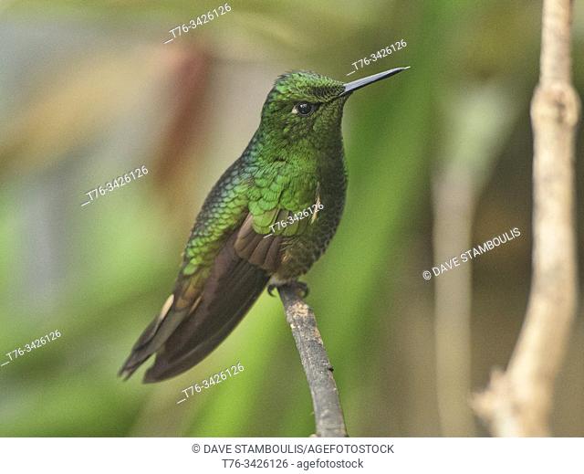 Buff-tailed coronet hummingbird (Boissonneaua flavescens), Bellavista Cloud Forest Reserve, Mindo, Ecuador