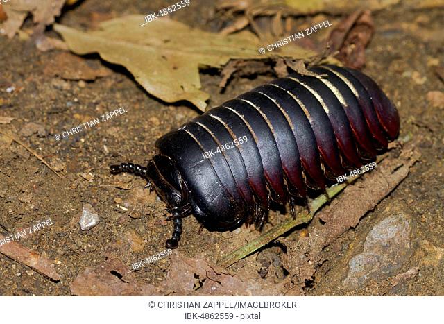 Giant pill millipede (Sphaerotheriida) on the ground, Kinabalu National Park, Sabah, Borneo, Malaysia