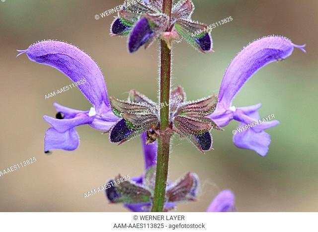 Meadow Sage or Meadow Clary (Salvia pratensis)