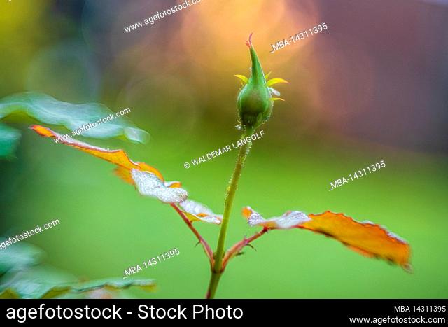 Rose petals and bud with morning dew, close up, defocused abstract nature background