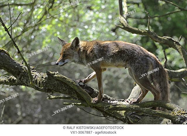 Red Fox ( Vulpes vulpes ) searching for food in a tree, climbing on a tree, adult female in summer fur