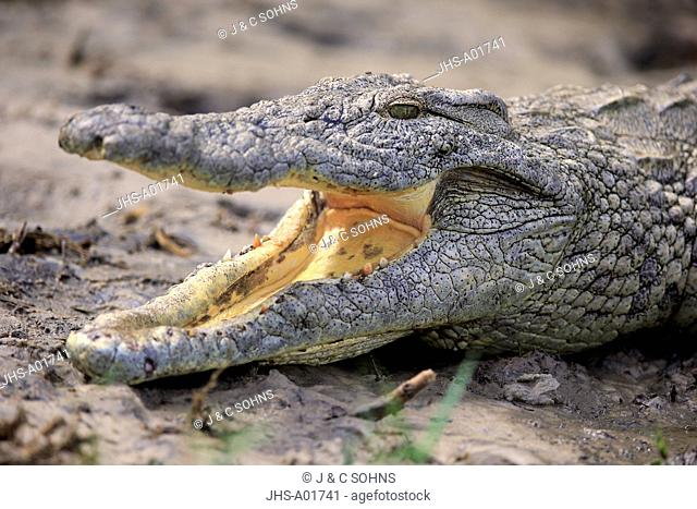 Nile Crocodile, (Crocodylus niloticus), Saint Lucia Estuary, adult portrait onshore with open mouth, Isimangaliso Wetland Park, Kwazulu Natal, South Africa