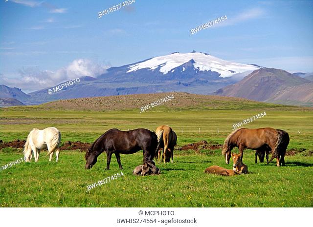 Islandic horse, Icelandic horse, Iceland pony Equus przewalskii f. caballus, grazing, Iceland, Snaefellnes