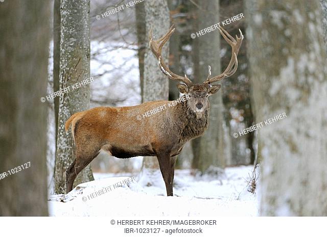 Red Deer (Cervus elaphus), male, in the snow