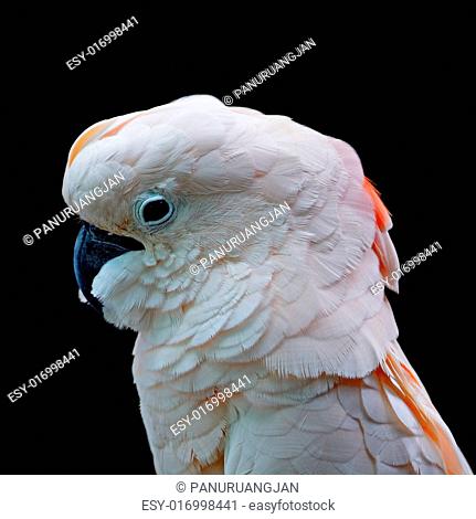 Beautiful pale pink Cockatoo, Moluccan or Seram Cockatoo (Cacatua moluccensis), isolated on a black background