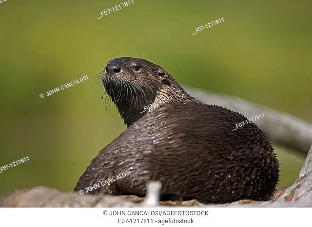 River otter -Lutra canadensis - Wyoming