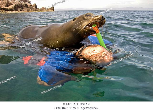 Lindblad undersea specialist Carlos Navarro with a playful California sea lion Zalophus californianus at Los Islotes the islets just outside of La Paz