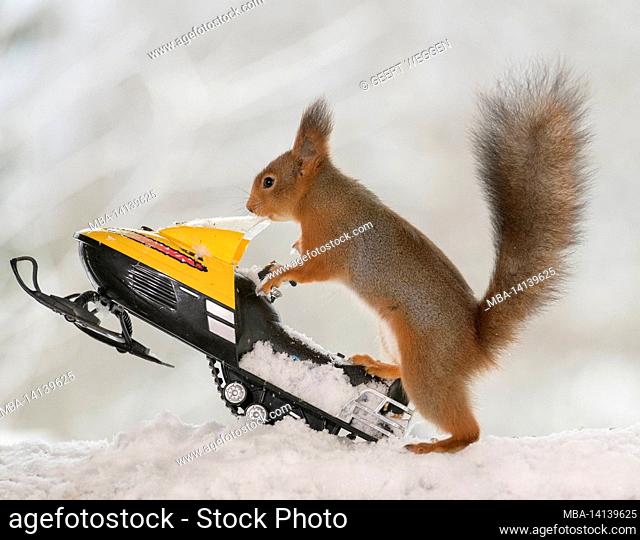 snowmobile with an red squirrel standing on it