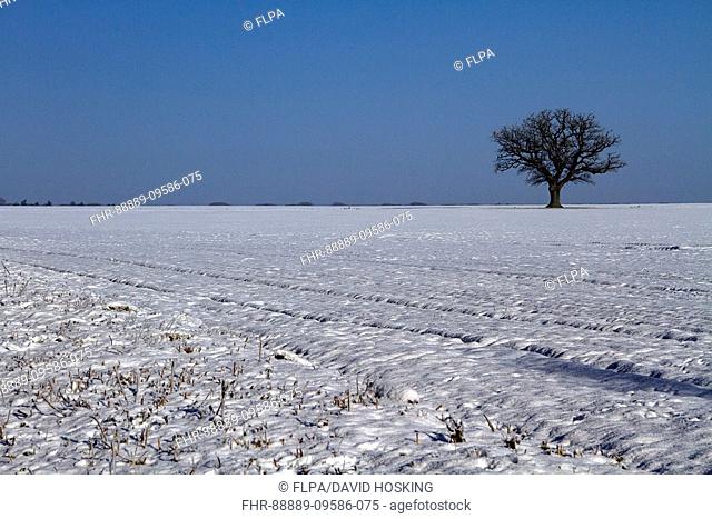 Solitary English oak tree in winter farmland landscape. This large field is in the Brecklands on the Suffolk, Norfolk border near Knettishall
