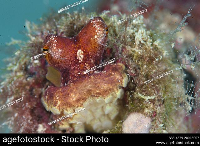 Red octopus , Octopus sp, in hole, Mabul, Sabah, Malaysia, Borneo