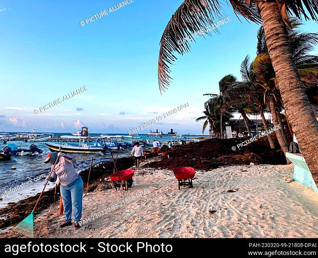 18 March 2023, Mexico, Puerto Morelos: Workers remove brown algae on the beach. Large amounts are currently washing up on the coast of Mexico's Yucatán...