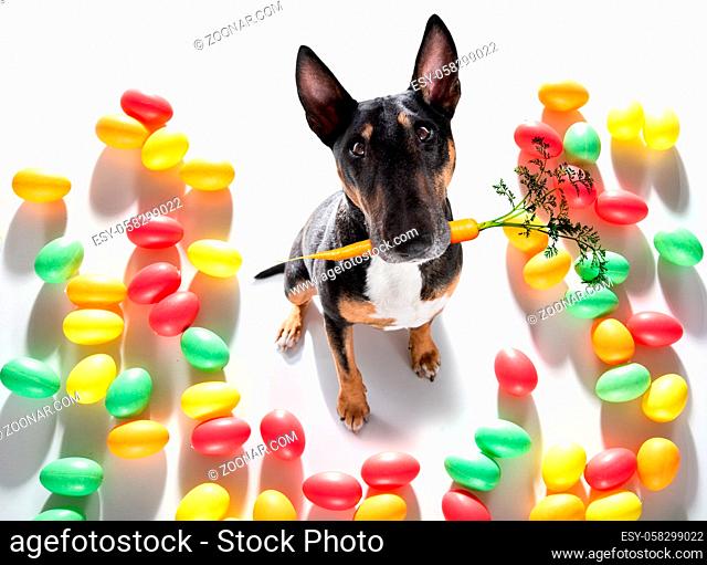 easter bull terrier dog with eggs isolated on white background for the holiday season