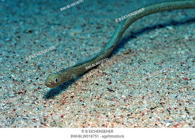 Red sea garden eel Gorgasia sillneri, Jul 99