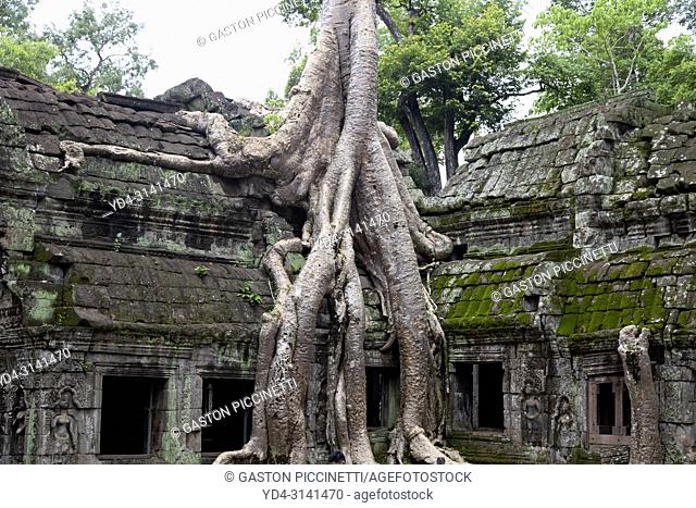 Tree roots cover much of the ruins of Ta Prohm temple in Angkor Wat, Siem Reap, Cambodia. Ta Prohm is the modern name of the temple at Angkor