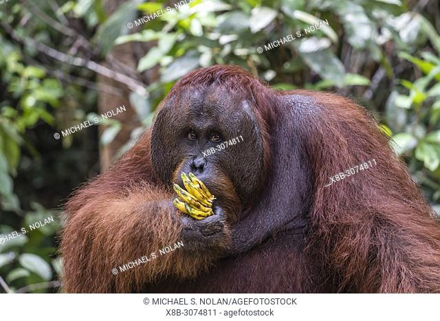 Male Bornean orangutan, Pongo pygmaeus, at feeding platform Pondok Tanggui, Borneo, Indonesia