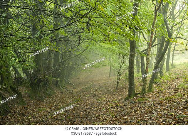 Beech woodland on the Quantock Hills near Crowcombe, Somerset, England