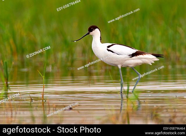 Pied avocet, recurvirostra avosetta, walking in wetland in springtime nature. Little bird with long legs and curved beak wading in flood
