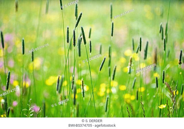 meadow foxtail grass (Alopecurus pratensis), blooming in a maedow, Germany, Bavaria, Oberbayern, Upper Bavaria