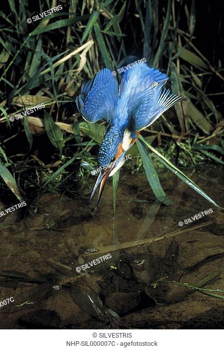 KINGFISHER Alcedo atthis diving, to enter stream