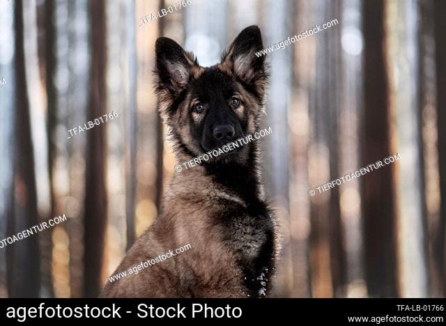 young German Shepherd in the forest