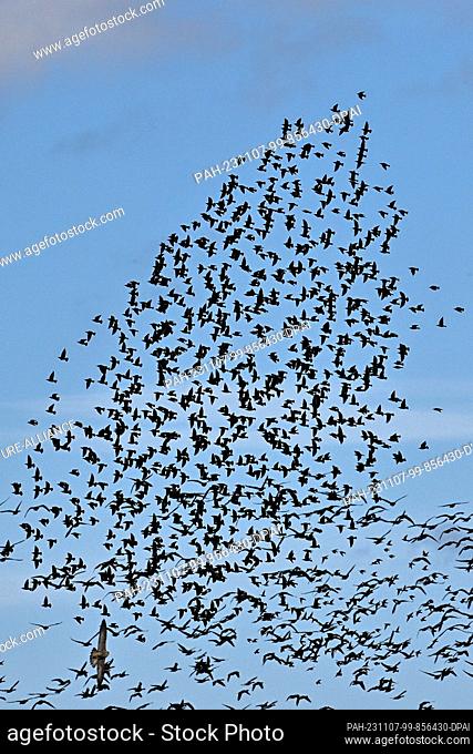 07 November 2023, Saxony-Anhalt, Vehlgast: A bird of prey (lu) swoops into a flock of starlings that are currently gathering in the sky