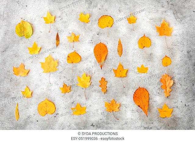dry fallen autumn leaves on gray stone background