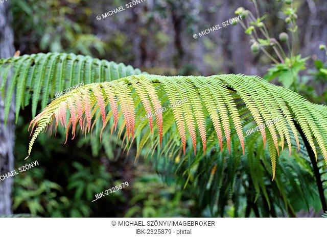 Ama?u fern (Sadleria cyatheoides) with tropical flush, according to the legend, damage from lava boulders Pele threw out of the volcano