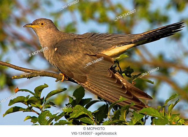 Common Cuckoo - Eurasian Cuckoo - Germany, Europa, 01/08/2008