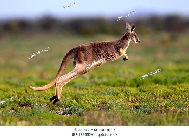Red Kangaroo (Macropus rufus) jumping adult, Tibooburra, Sturt National Park, New South Wales, Australia