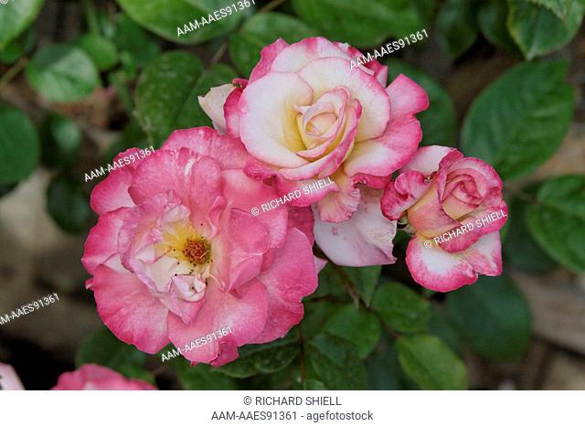 Handel Rose, Rosa hybrid, climber, at Doremire garden, Bakersfield CA USA