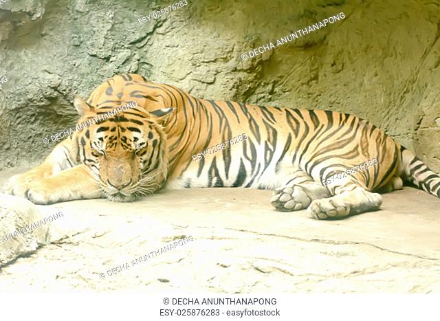 The tiger sleeping take in a zoo