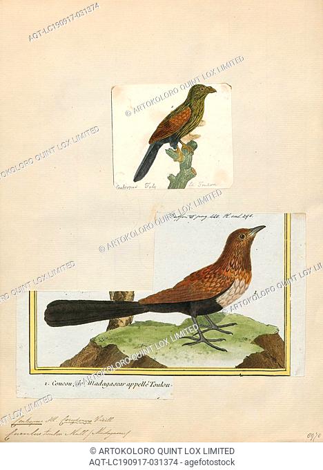 Centropus toulou, Print, The Malagasy coucal or Madagascar coucal (Centropus toulou) is a species of cuckoo in the family Cuculidae