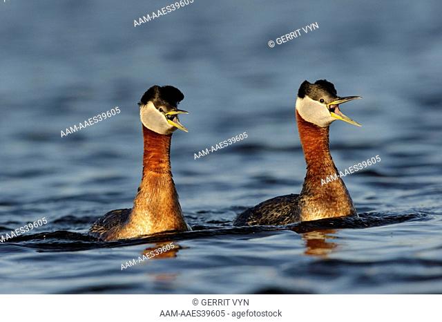 Adult Red-necked Grebes (Podiceps grisegena) in breeding plumage performing 'whinny-braying' duet in defense of territory. Fairbanks, Alaska. July