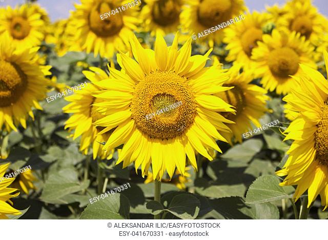 Sunflower Closeup in the Field With Blue Sky and Fluffy Clouds In Background