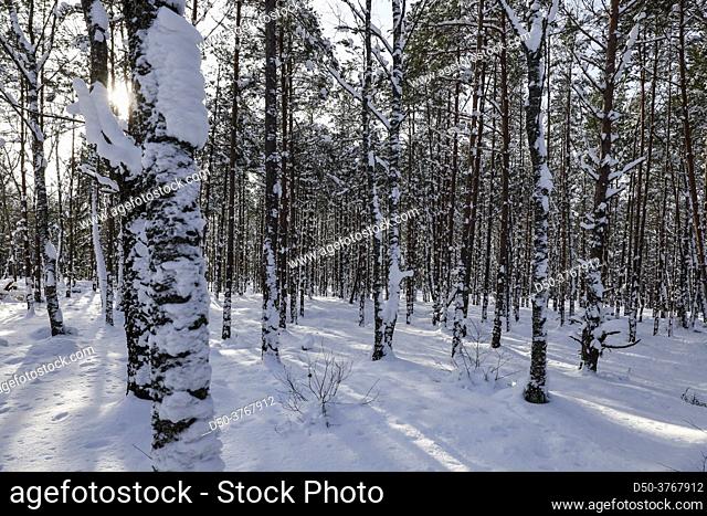 Fituna, Sweden A wooded landscape in the snow