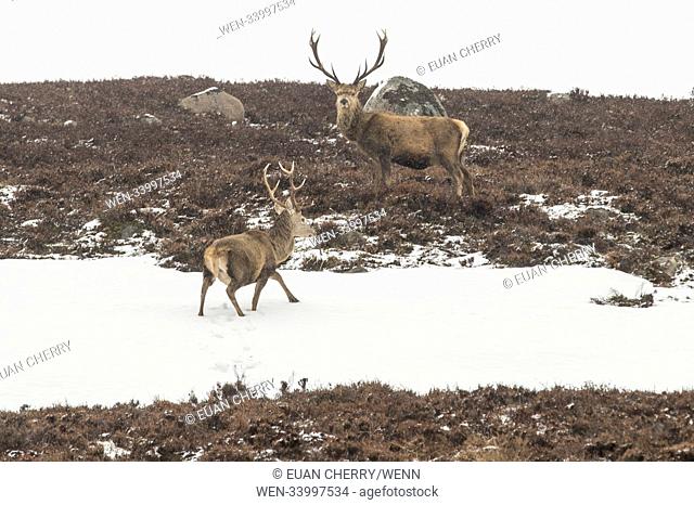 No signs of spring time in the North East of Scotland as Glen Muick experiences unseasonaly heavy snowfall. Featuring: stags Where: Glen Muick