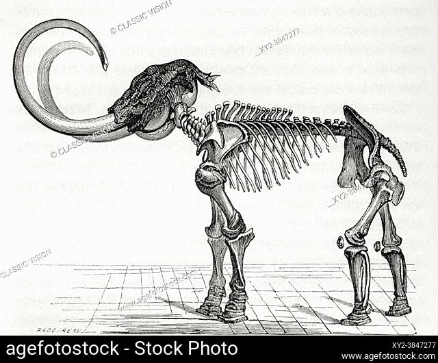The woolly mammoth (Mammuthus primigenius). From Le Savant du Foyer ou Notions Scientifiques Sur Les Objets Usuels de la Vie, published 1864