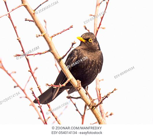 Closeup of a common blackbird sitting on a twig