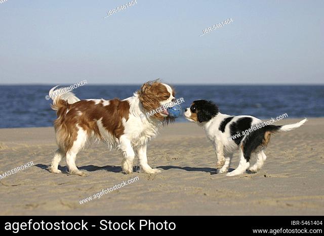 Cavalier King Charles Spaniel with puppy, 10 weeks, Blenheim and tricolour, toy, ball