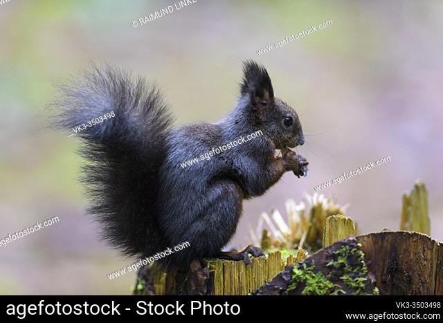 Squirrel, Sciurus vulgaris, in forest