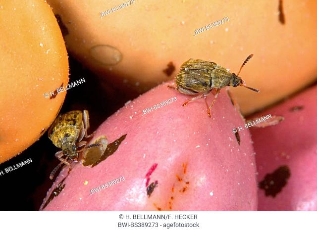 Bean weevil, Bean beetle, American seed beetle, Common bean weevil, Seed beetle (Acanthoscelides obtectus), on bean seeds, Germany