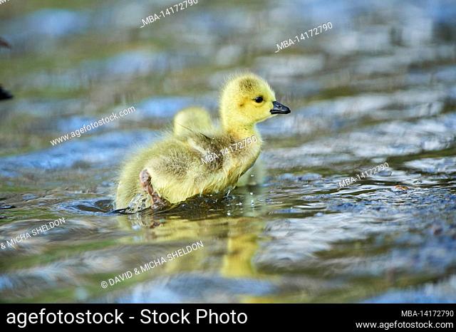 canada goose (branta canadensis), chicks swimming in the water, franconia, bavaria, germany
